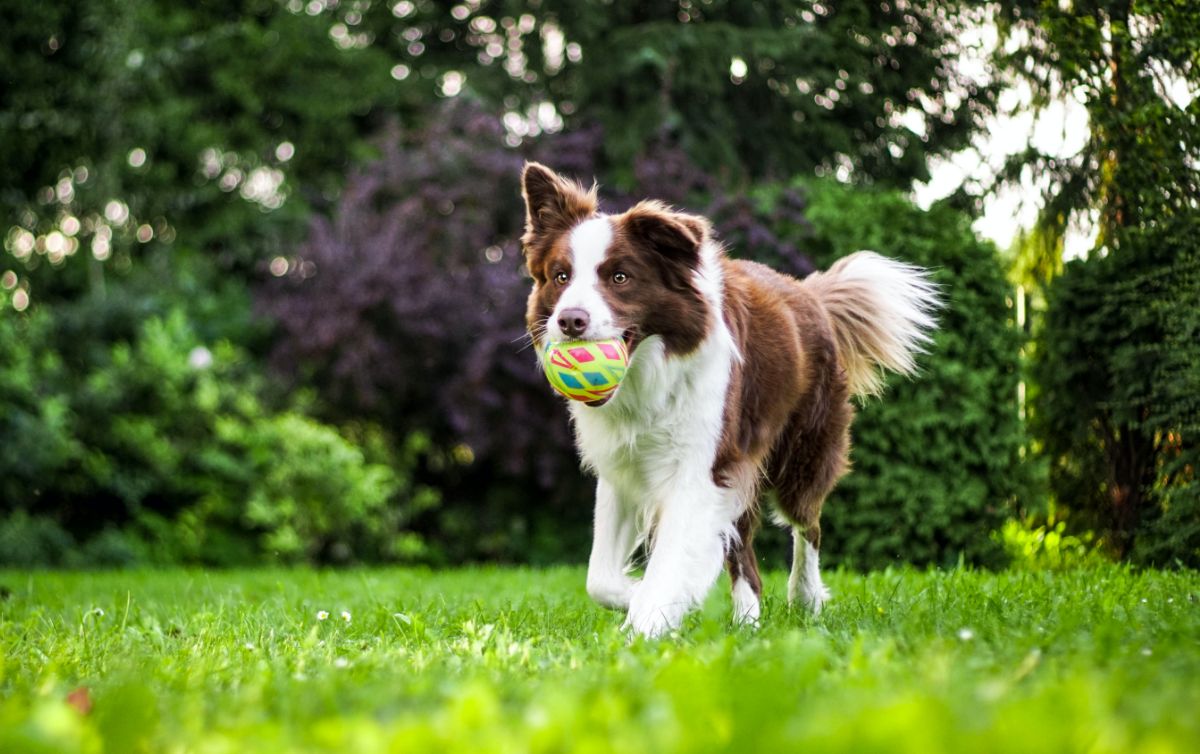 https://www.dolahondenservice.nl/wp-content/uploads/2023/02/epicpaws-blog9.jpg